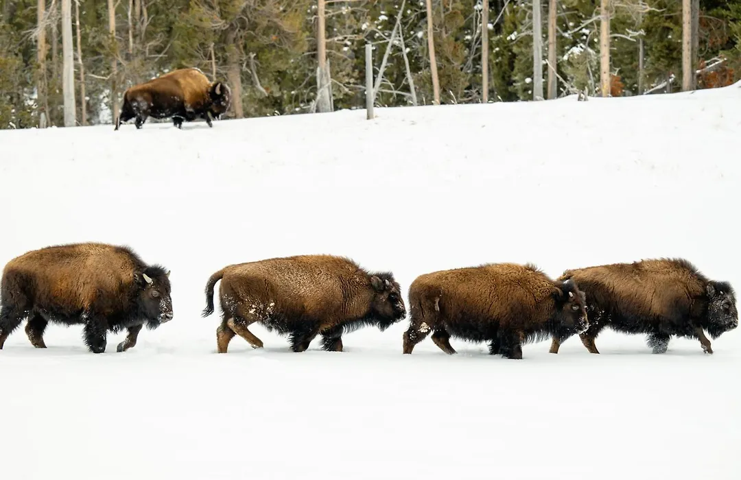 Explorer Cabins At Yellowstone-1