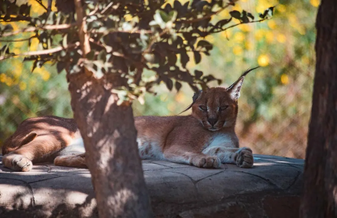Chaminuka Lodge-1