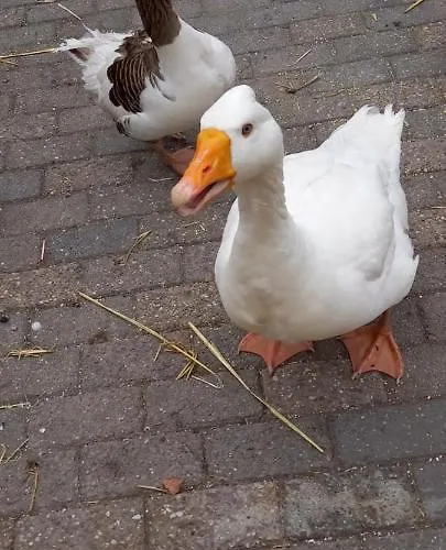 'T Vosje