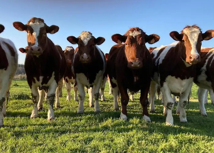Au pré des Alizés - insolite à la ferme des Alizés