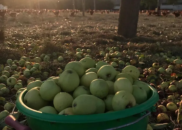 Au pré des Alizés - insolite à la ferme des Alizés