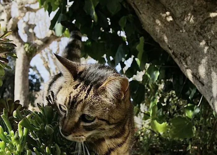Maison d'hôtes: Affittacamere La Loggia