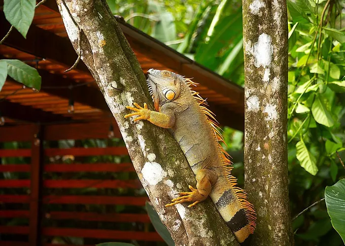 Aninga