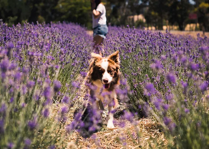 Lavender Cottage At Nannup Lavender Farm