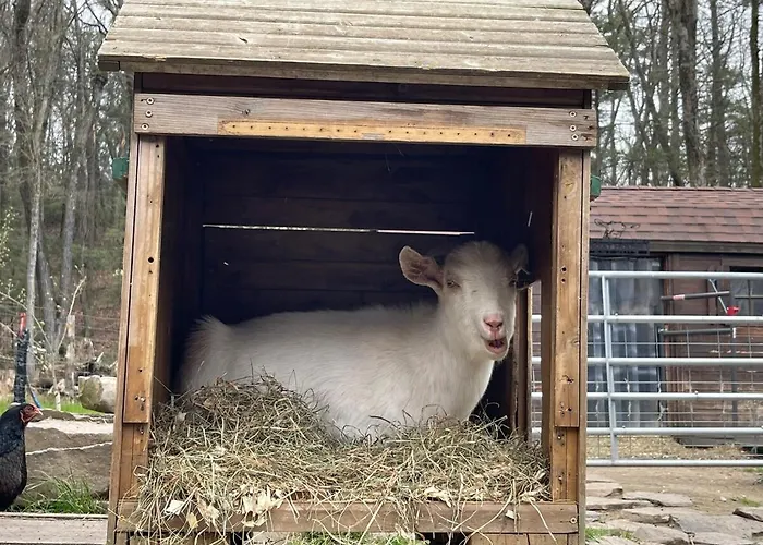 Catskills Aframe, Water View, Goat Sanctuary