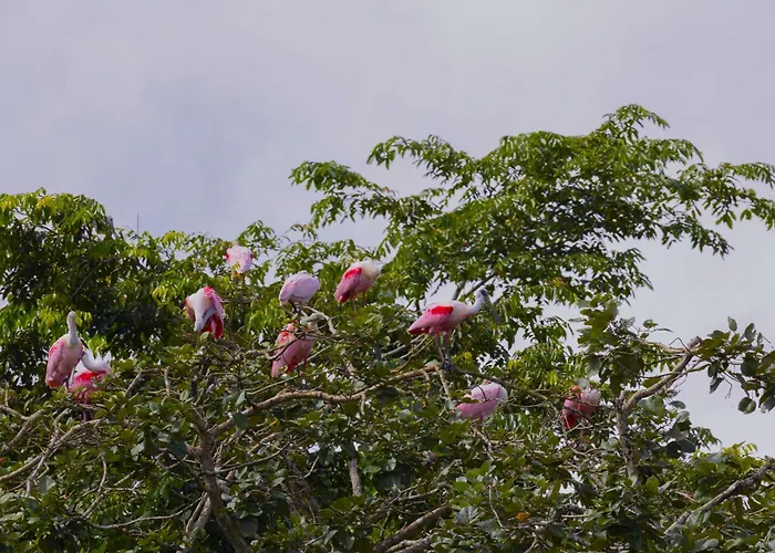 Aninga
